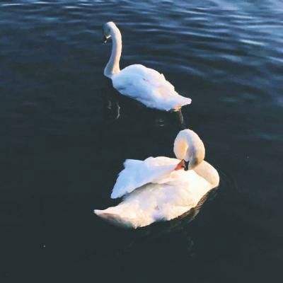 半岛手机网页版登录入口