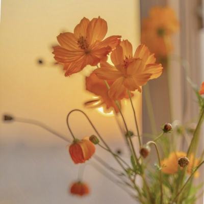 皇冠新体育APP下载手机版